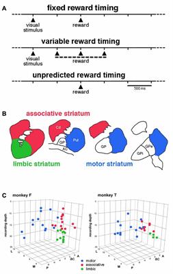 Differences between Dorsal and Ventral Striatum in the Sensitivity of Tonically Active Neurons to Rewarding Events